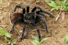 profimedia0174612877-tarantula.jpg