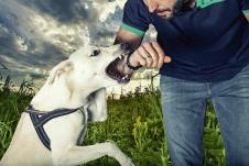 stockphotoadogisgoingtobiteanarmofamanaviciousdogisgoingtobiteamaninanaturalpark720501505.jpg