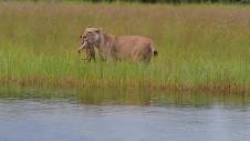 v_lioness-and-cubs-water-crossing_15356390620.jpg