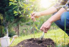 1004-stockphotoplantingatreecloseuponyoungmanplantingthetreethenwateringthetreeenvironmentand778115377.jpg