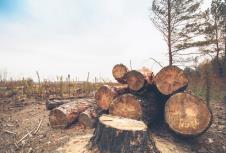 1002-stockphotofelledtimberintheforest257688514.jpg