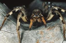 profimedia0006346093-tarantula.jpg