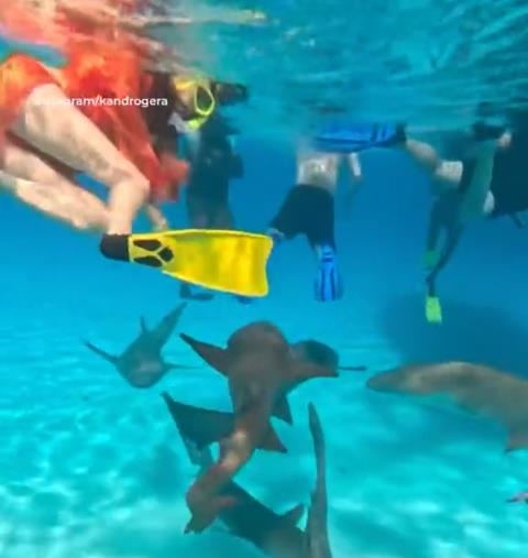 2025-04-18 12_06_34-Terrifying moment woman is savaged by a shark while snorkelling in the Maldives .png