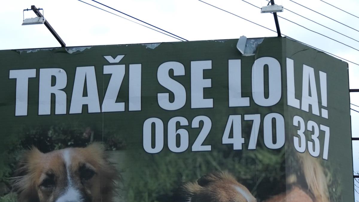 1745477996_cacak-lola-se-nije-vratio-kuci-fototorina9.jpg