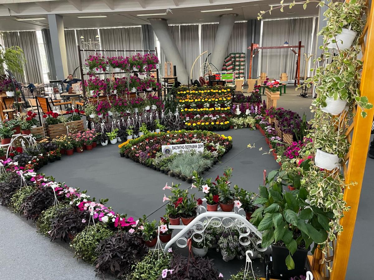 FOTO UIKS, cveće iz plastenika VP Doma u Kruševcu.jpg