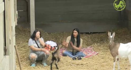 Jarići ponovo glavna atrakcija na imanju