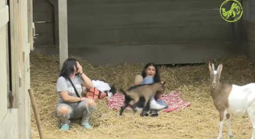 Jarići ponovo glavna atrakcija na imanju