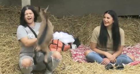 Jarići ponovo glavna atrakcija na imanju