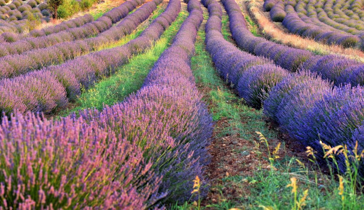 Kuyucak Village Lavender Gardens.jpg