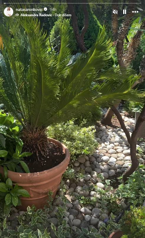 Nataša Ninković 1.png