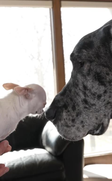 Sreli se najveći i najmanji pas na svetu