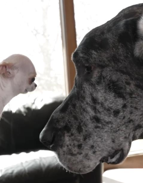 Sreli se najveći i najmanji pas na svetu