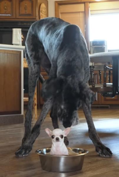 Sreli se najveći i najmanji pas na svetu