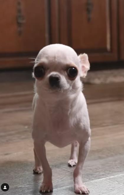 Sreli se najveći i najmanji pas na svetu