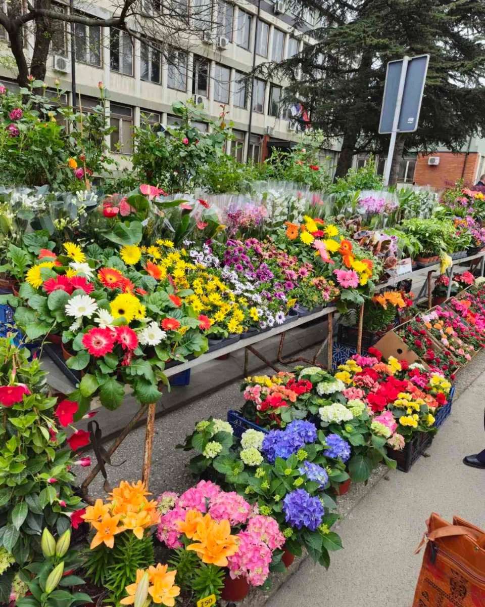 Festival cveća 1.jpg