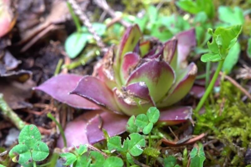 Zlatar - botaničke bašte .. (12).jpg