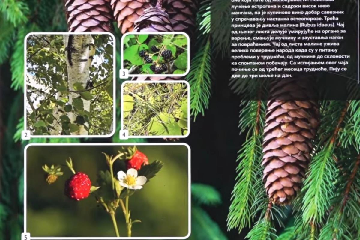 Zlatar - botaničke bašte .. (11).jpg