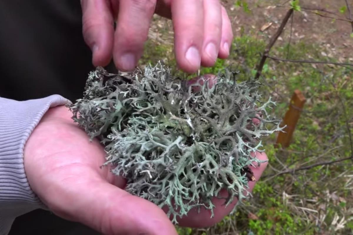 Zlatar - botaničke bašte .. (7).jpg