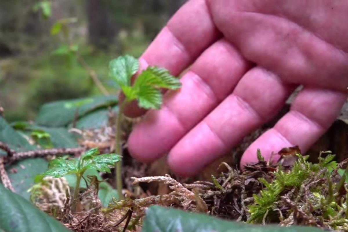 Zlatar - botaničke bašte .. (3).jpg