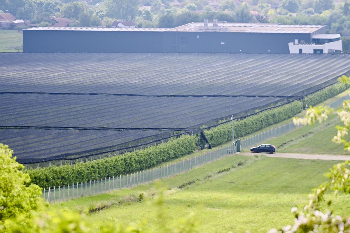 1803 marko karovic (3).jpg