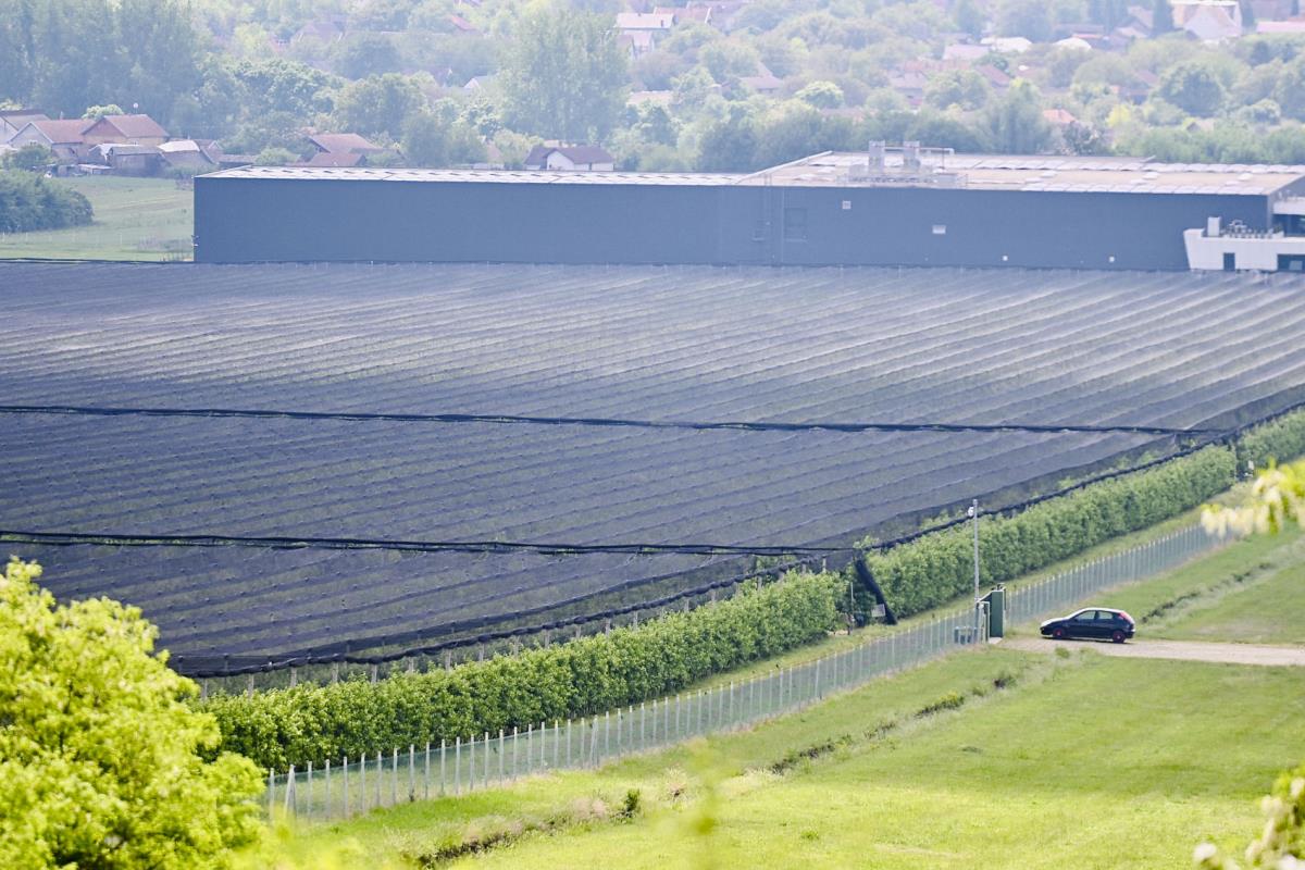 1803 marko karovic (4).jpg