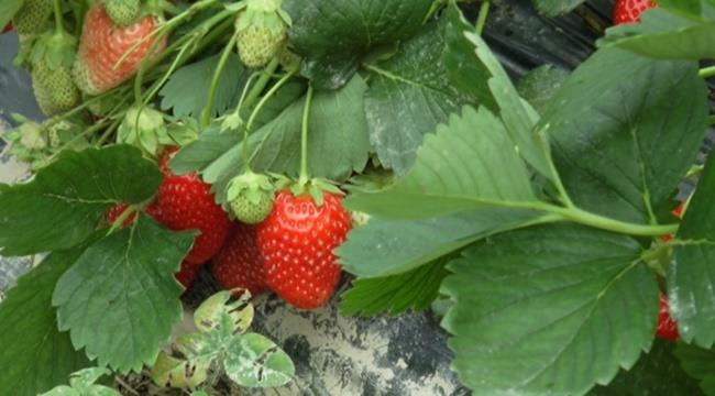 1746704235Jagode_rti3-rina (1).jpeg