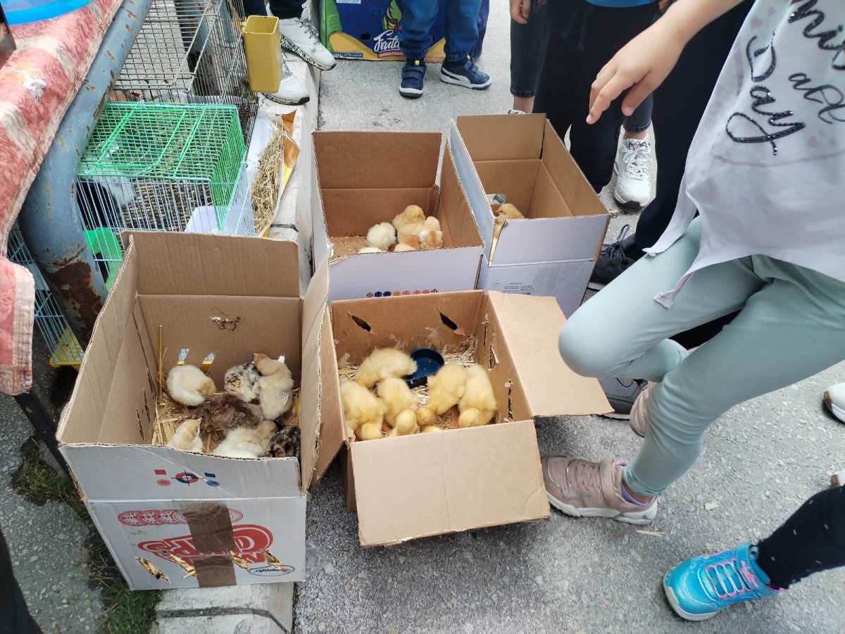 Užice - Đurđevski vašar 2025 (1).jpg