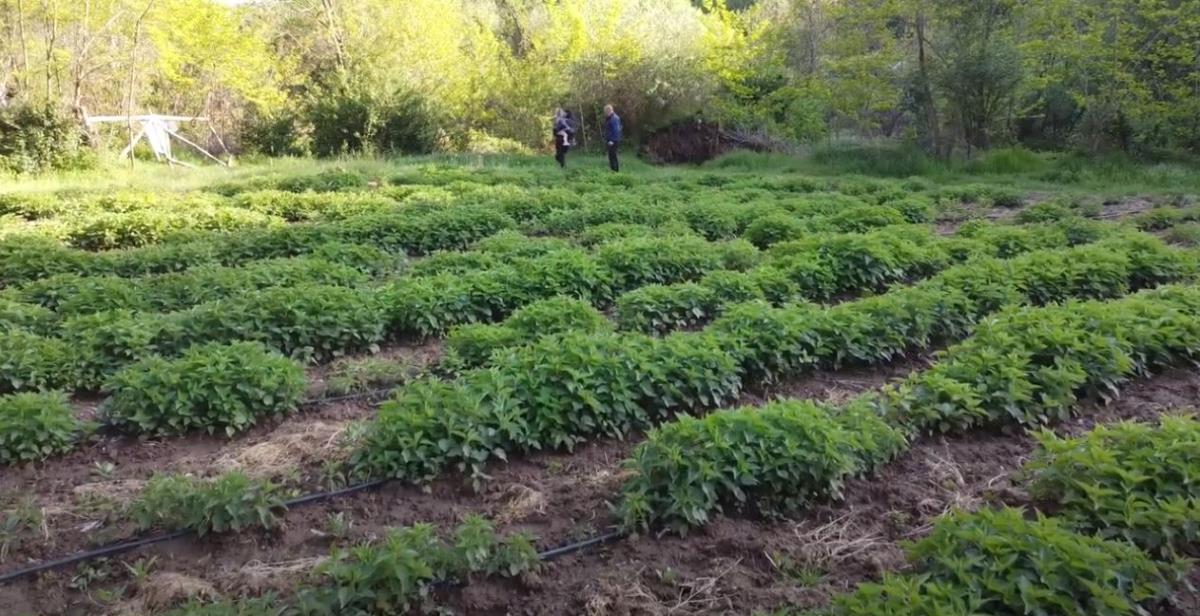 Slađana i Dejan Nikolić 2.jpg