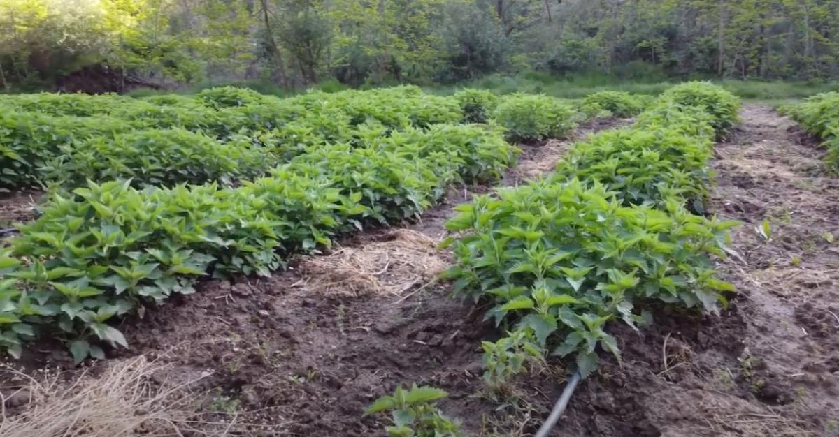 Slađana i Dejan Nikolić 7.jpg