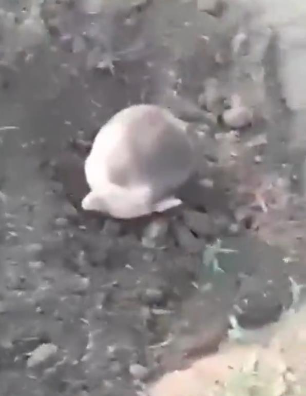 2025-05-15 07_18_52-WarTranslated on X_ _Punishment methods for “500th” among Russian troops continu.png