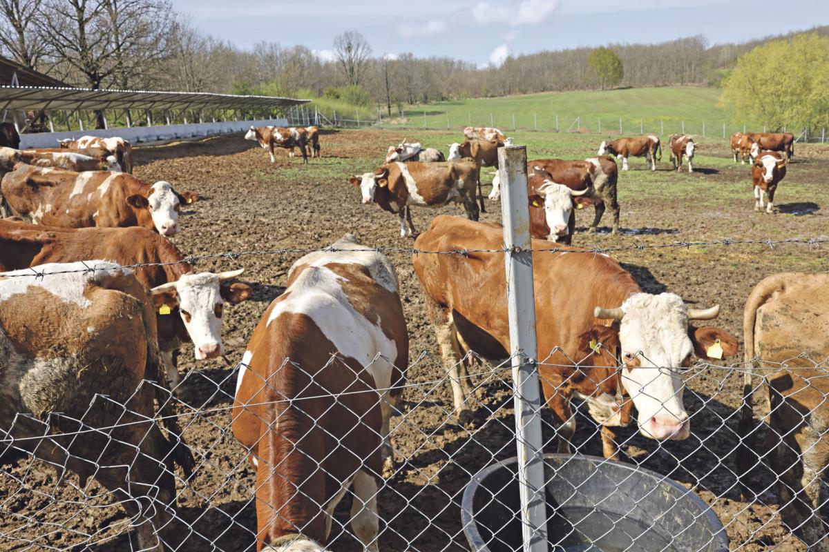 narodna kuhinja_3.jpg