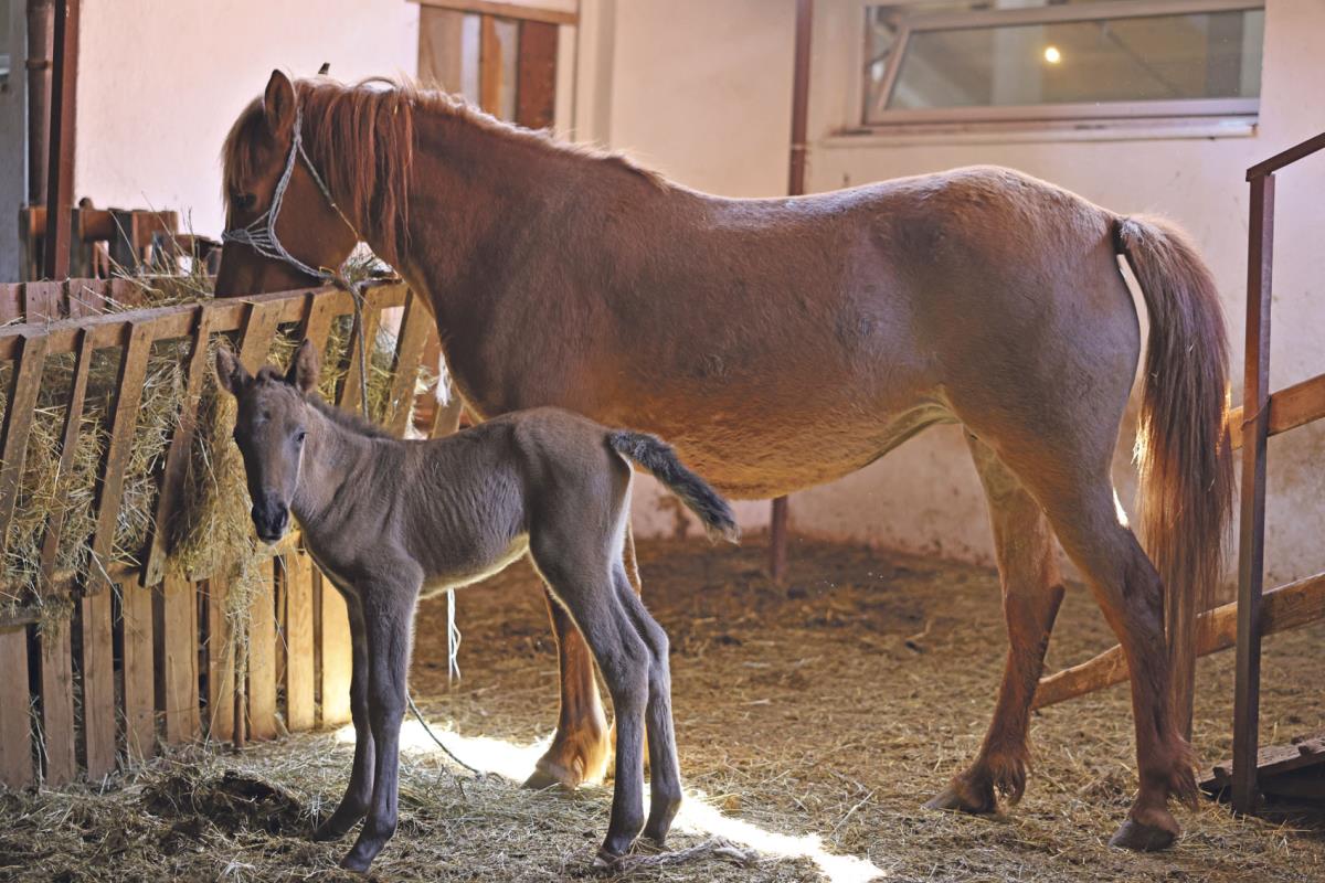 narodna kuhinja_4.jpg