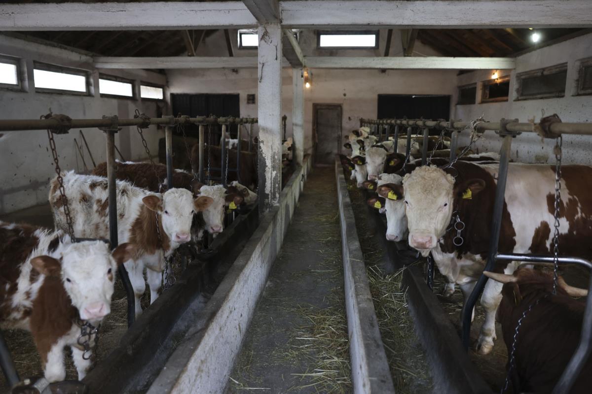 narodna kuhinja_6.jpg