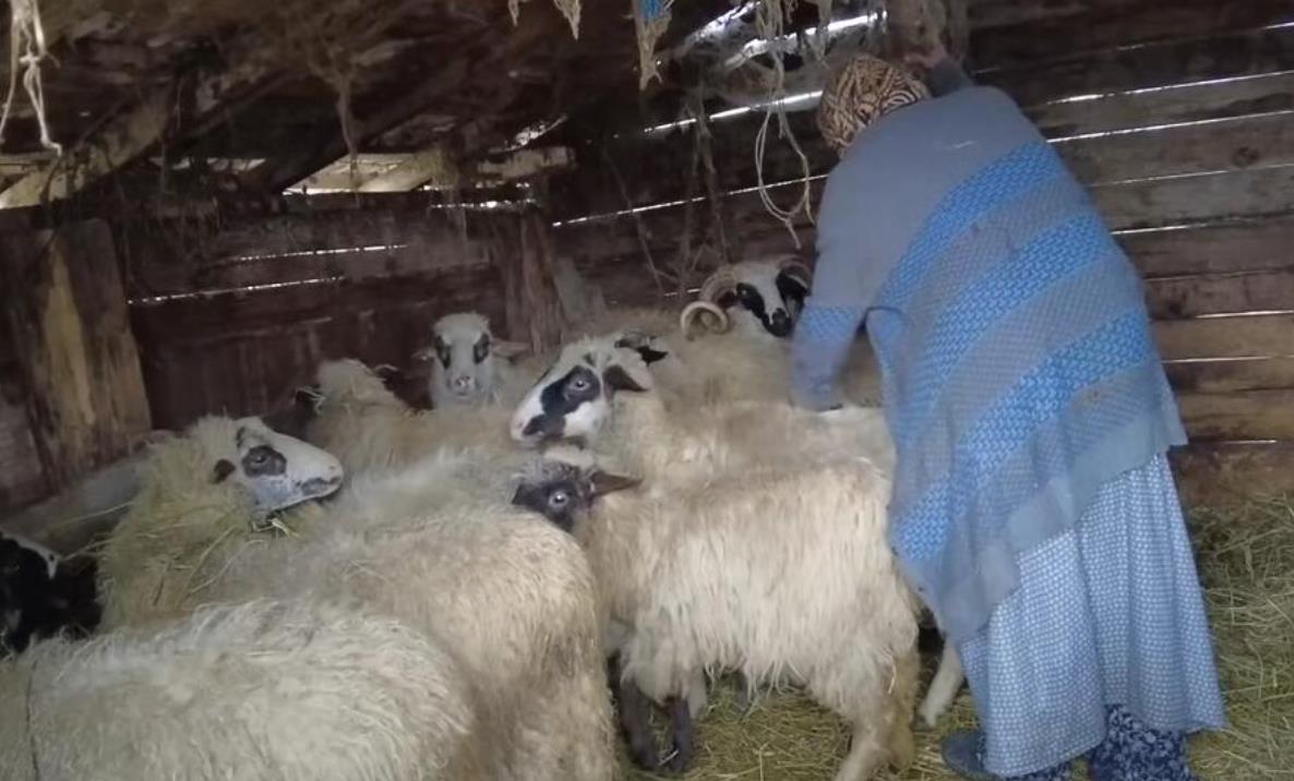 Džemila Beganović 3.png