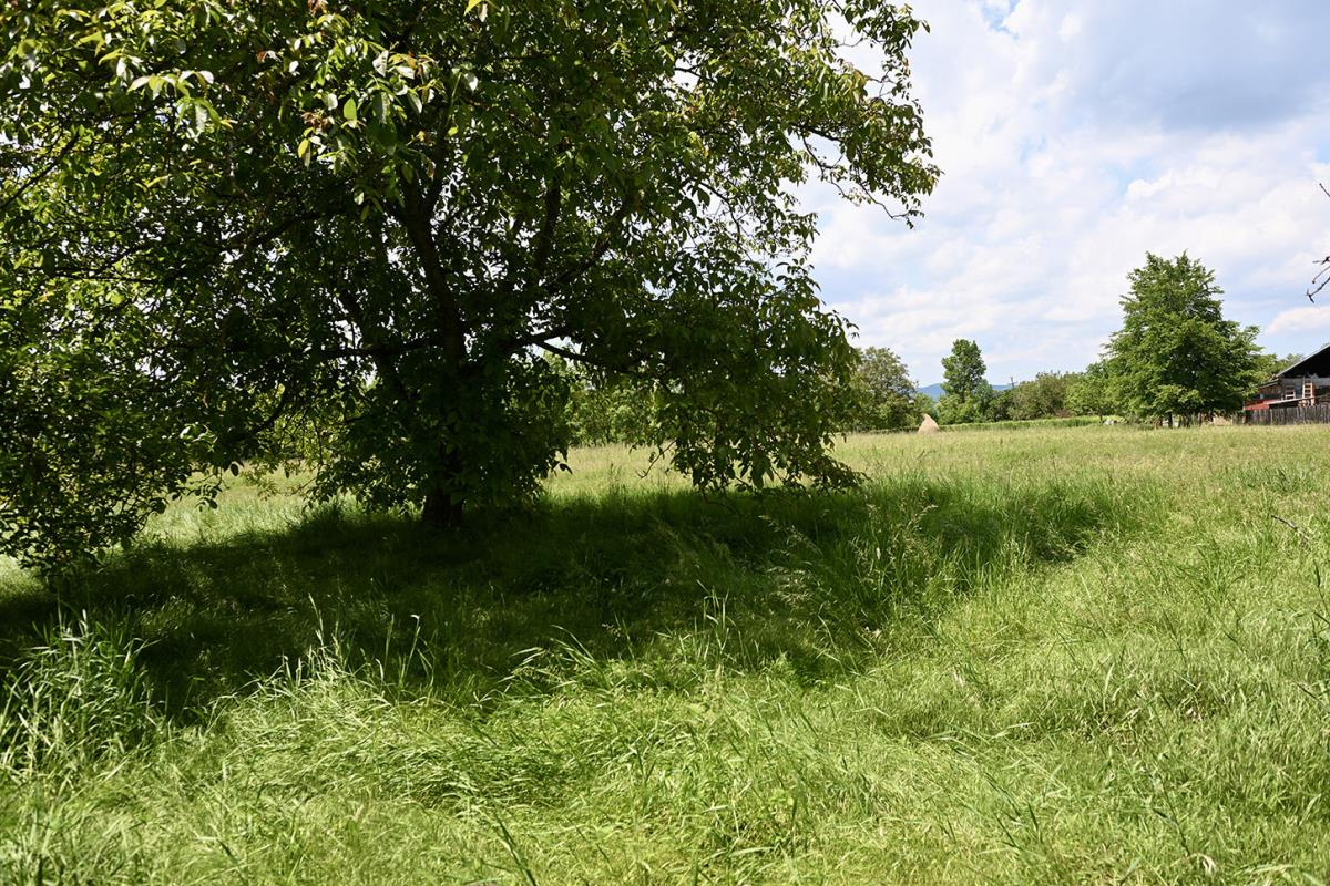 Dobrivoje Topalovic, Preljina (17).jpeg