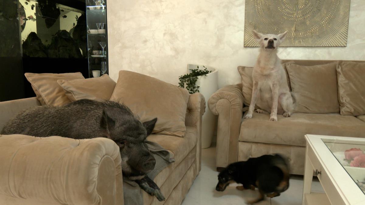 jutarnji clean.01_26_27_18.Still020.jpg