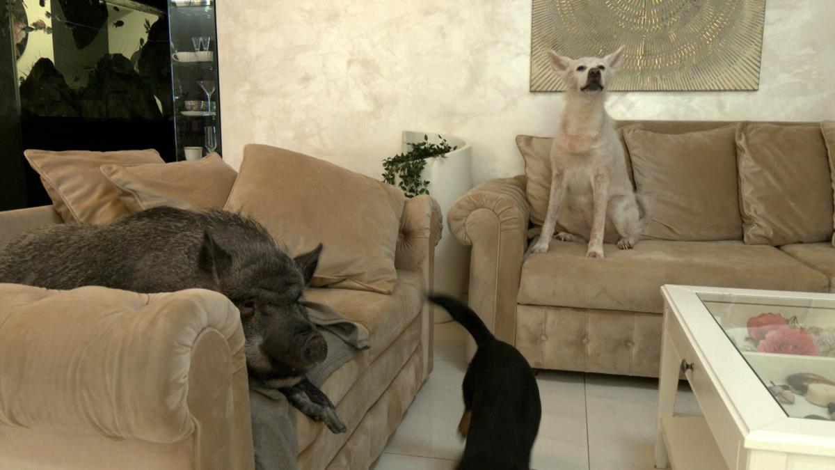 jutarnji clean.01_26_28_08.Still021.jpg