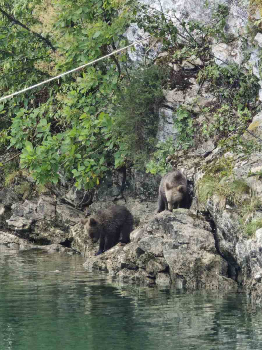 Zoavine - Mečka i tri mečeta  (1).jpg