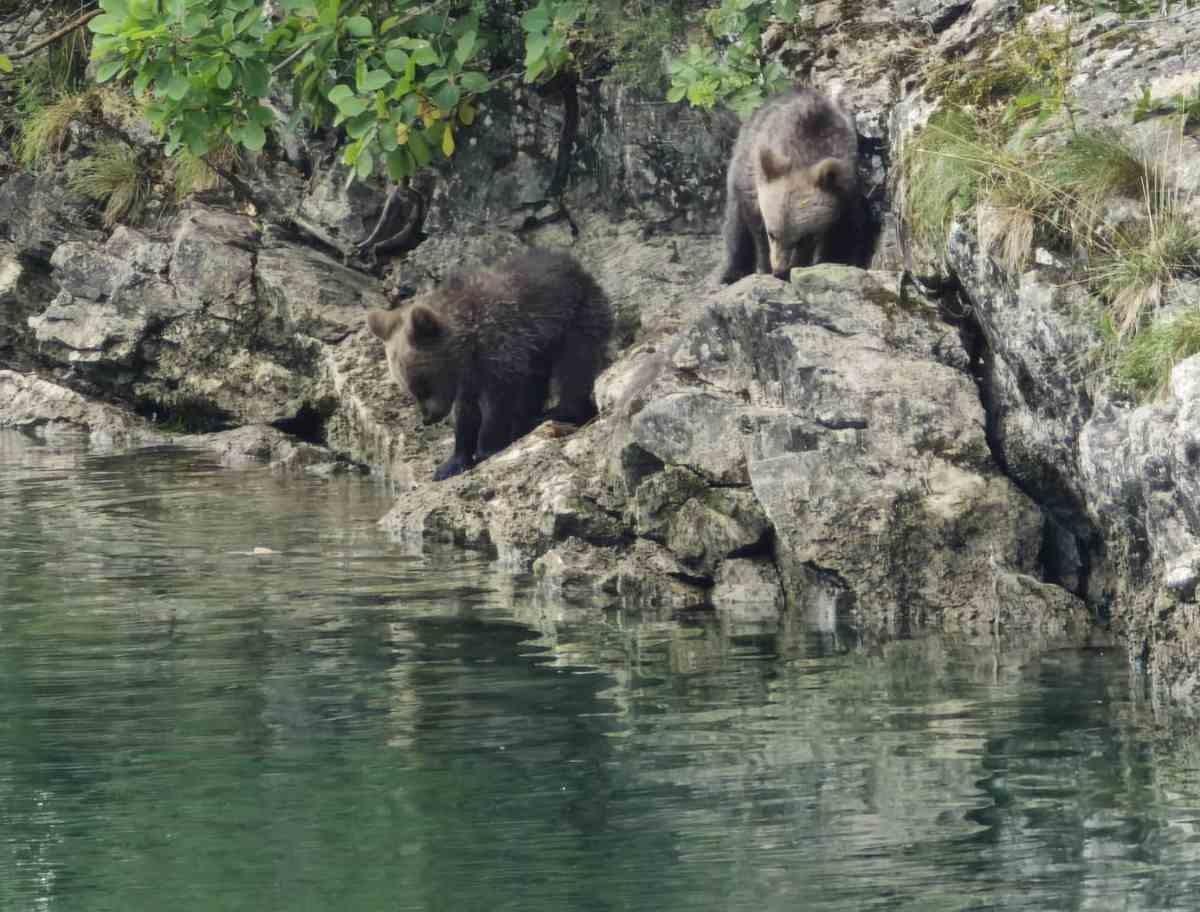 Zoavine - Mečka i tri mečeta  (1a).jpg