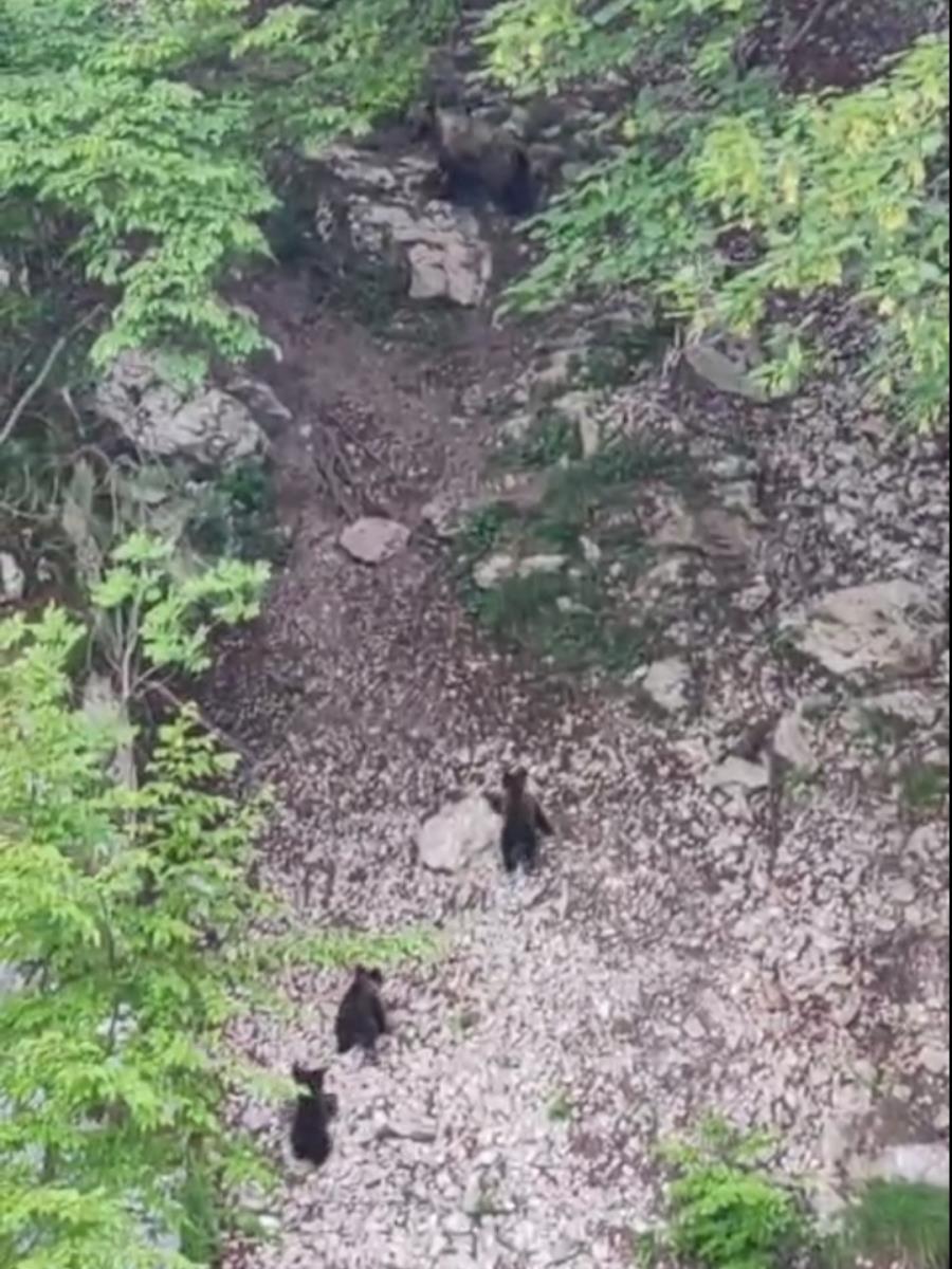 Zoavine - Mečka i tri mečeta  (2).jpg