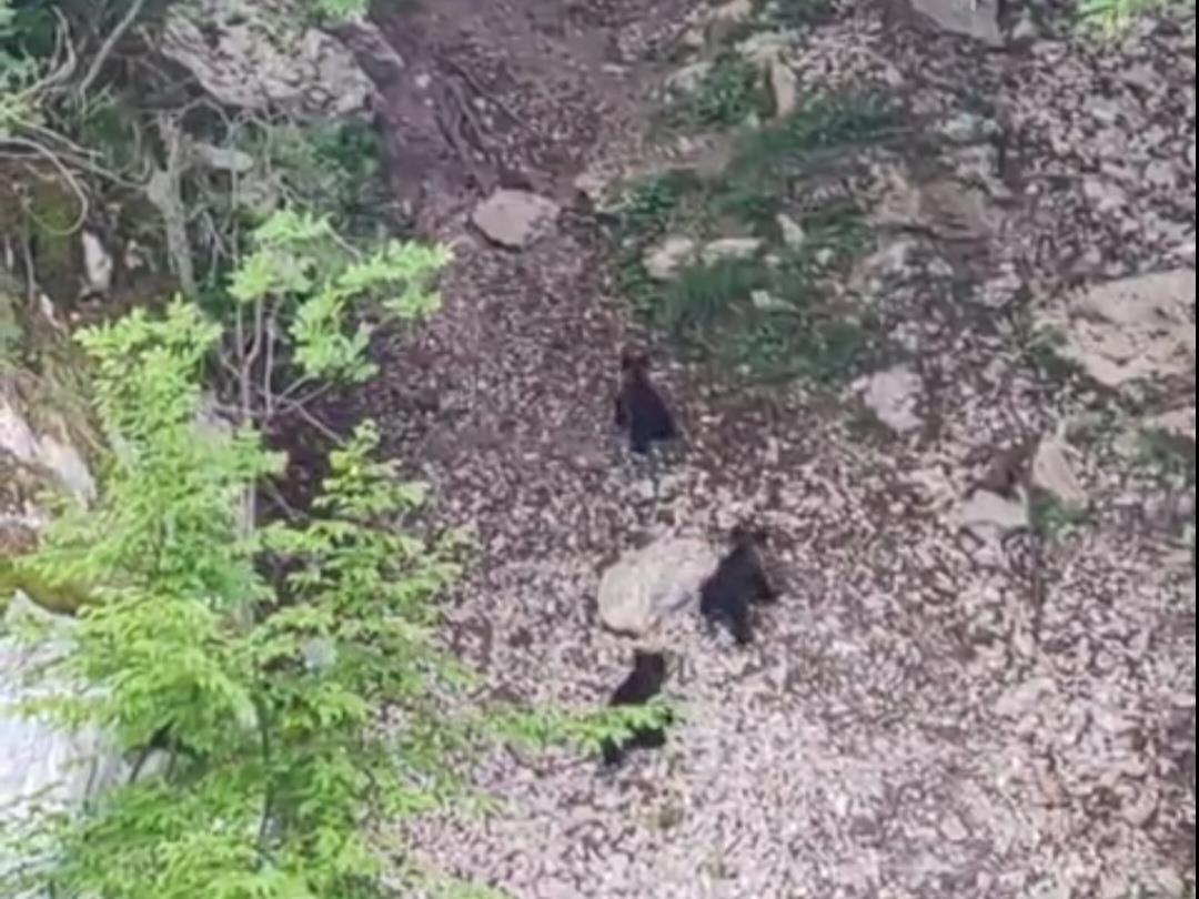 Zoavine - Mečka i tri mečeta  (3).jpg