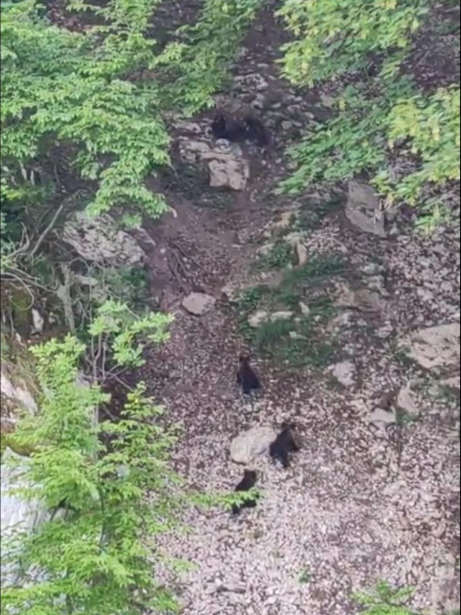 Zoavine - Mečka i tri mečeta  (4).jpg