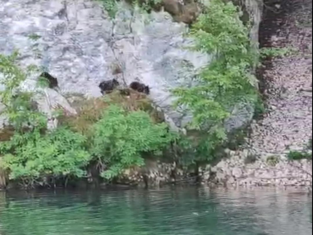 Zoavine - Mečka i tri mečeta  (6).jpg