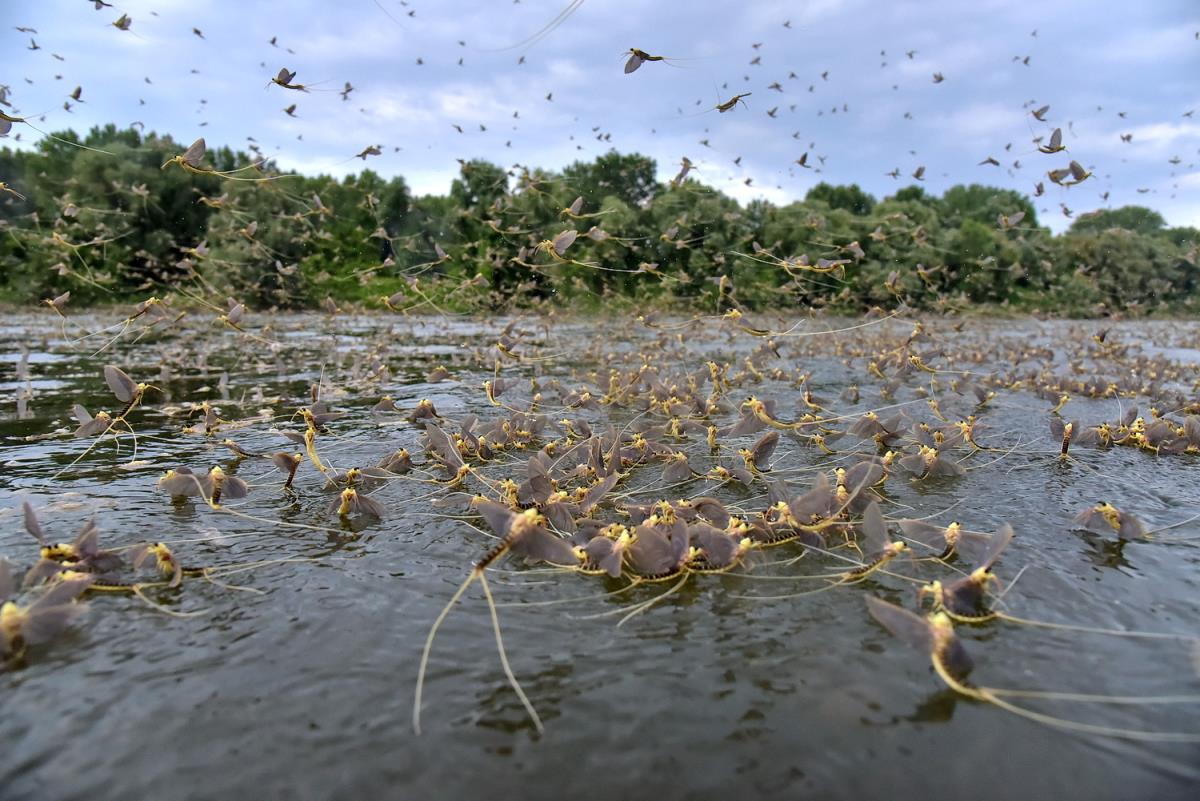 Cvetanje Tise foto Jožef Gergelj.jpg