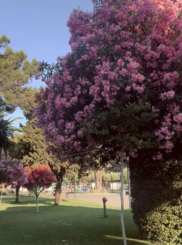 Screenshot 2025-06-20 084001.png