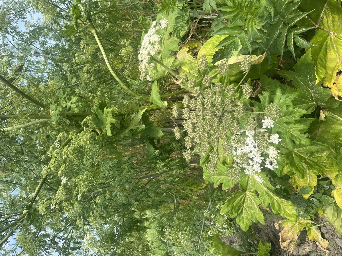 image00020.jpeg