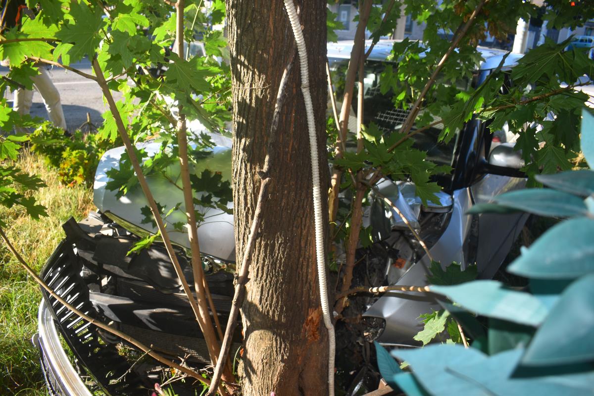 Zakucao se u drvo foto s.u.(1).JPG