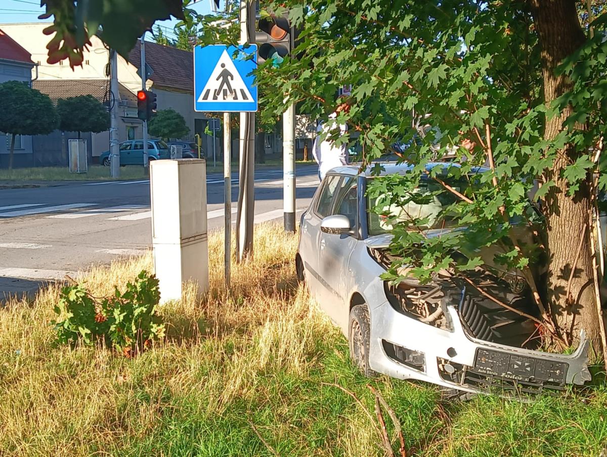 Zakucao se u drvo foto s.u..jpg