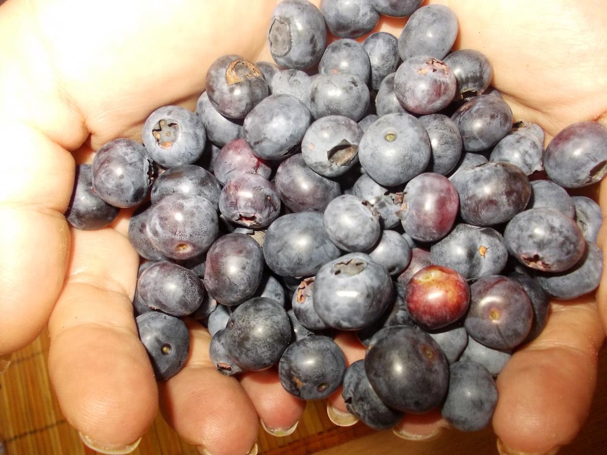 LOZNICA - Dobar kvalitet.jpg