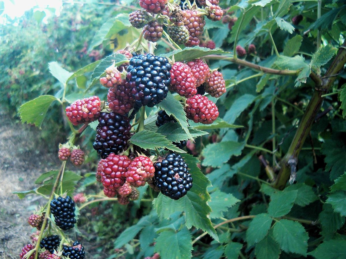 LOZNICA - Za kupinu se ne zna cena.JPG